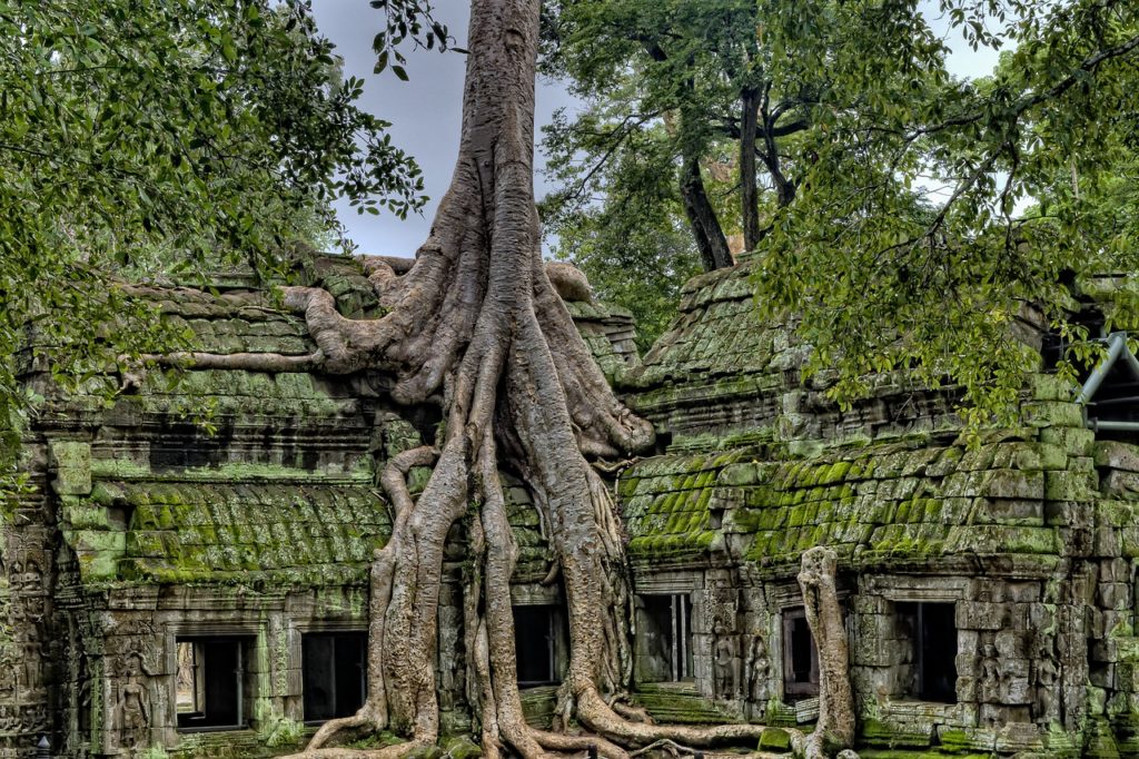 Angkor Wat strangler figs