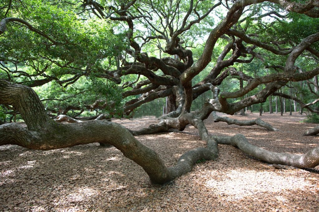 angel oak tree charleston sc